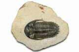 Bargain, Hollardops Trilobite Fossil - Ofaten, Morocco #351261-3
